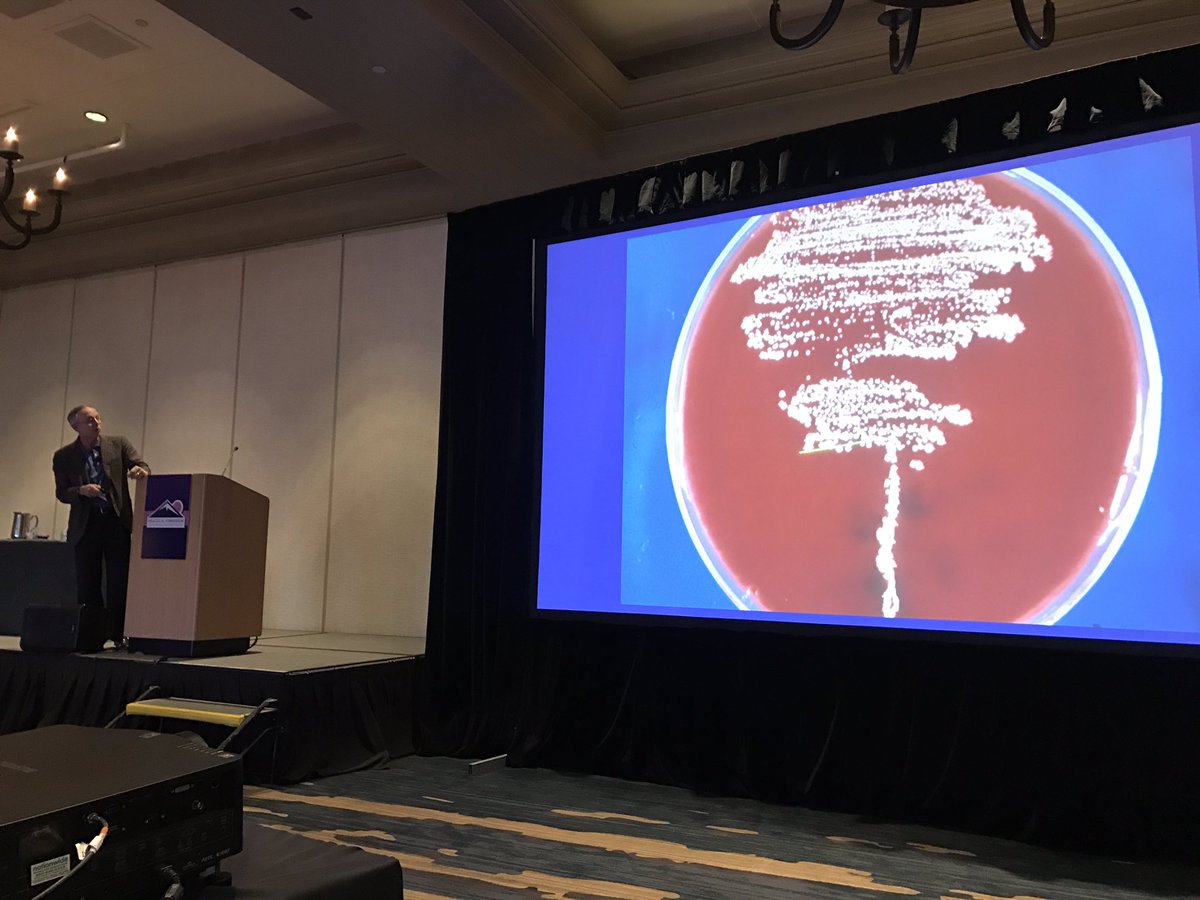 Culture of nocardia during Dr C's #infectiousdisease #dermatology lecture at #PracticalSymposium17 @PrDermSymposium #dermpath #microbiology
