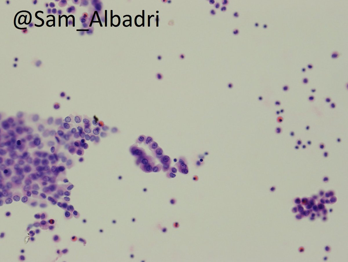 Sam Albadri, M.D., M.Sc. tweet media