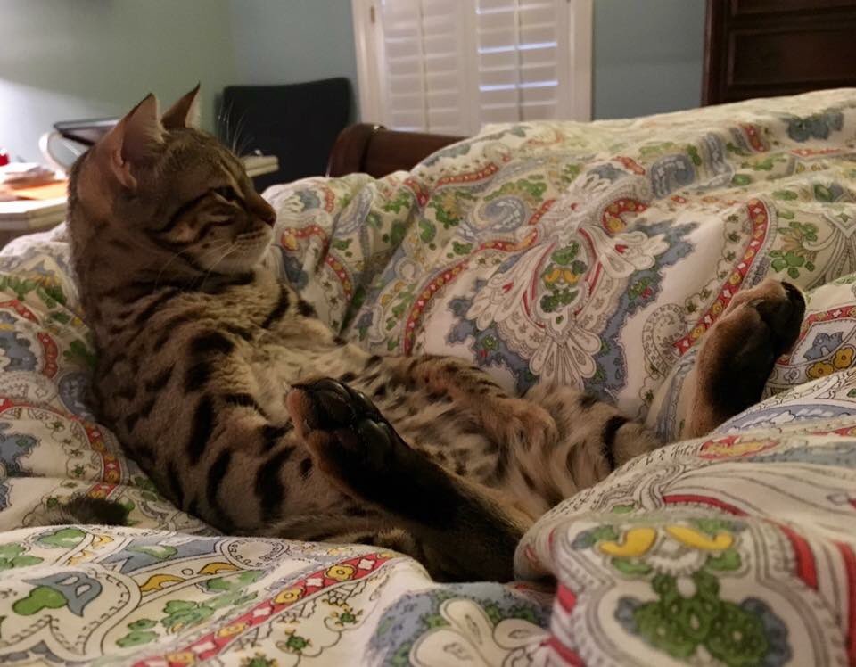 juli_liske's tweet photo. #LaidBackCat https://t.co/CYTnkgq7yd