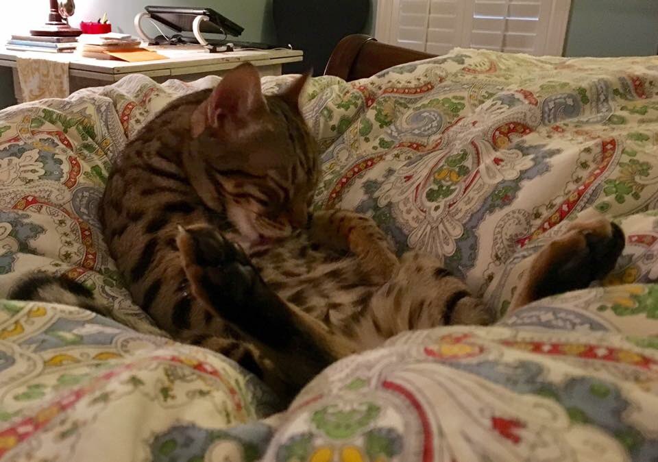 juli_liske's tweet photo. #LaidBackCat https://t.co/CYTnkgq7yd