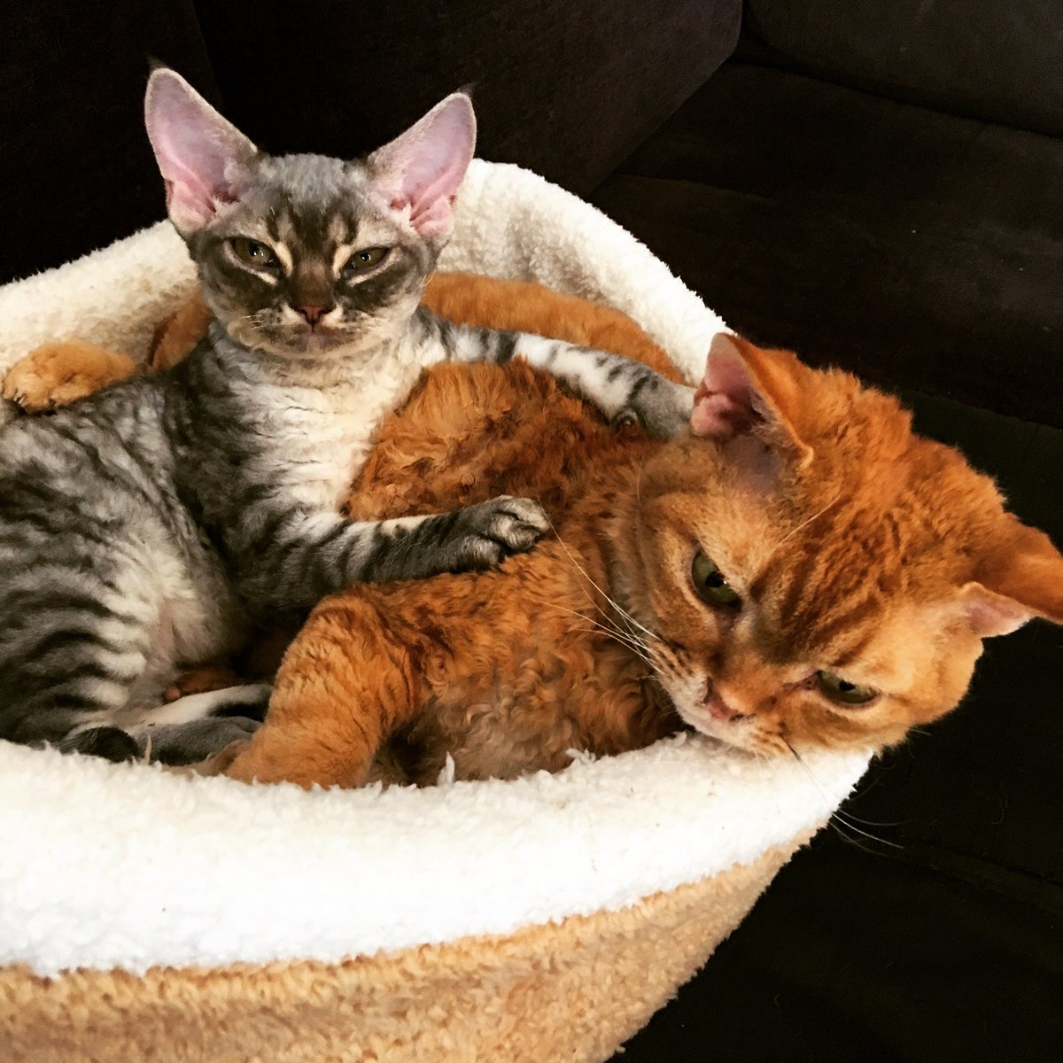 dreamdoc_ja's tweet photo. @SarahWallis_ Just wait until you experience a Devin Rex! #curlycat #planetdevon https://t.co/kvBKuledXh