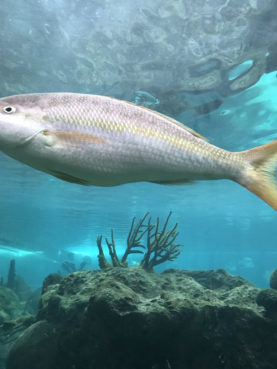 LCST_PHOENIX's tweet photo. Stopped by Brooklyn and @nyaquarium this afternoon! #LucasTakesNYC https://t.co/nr50aiDes4