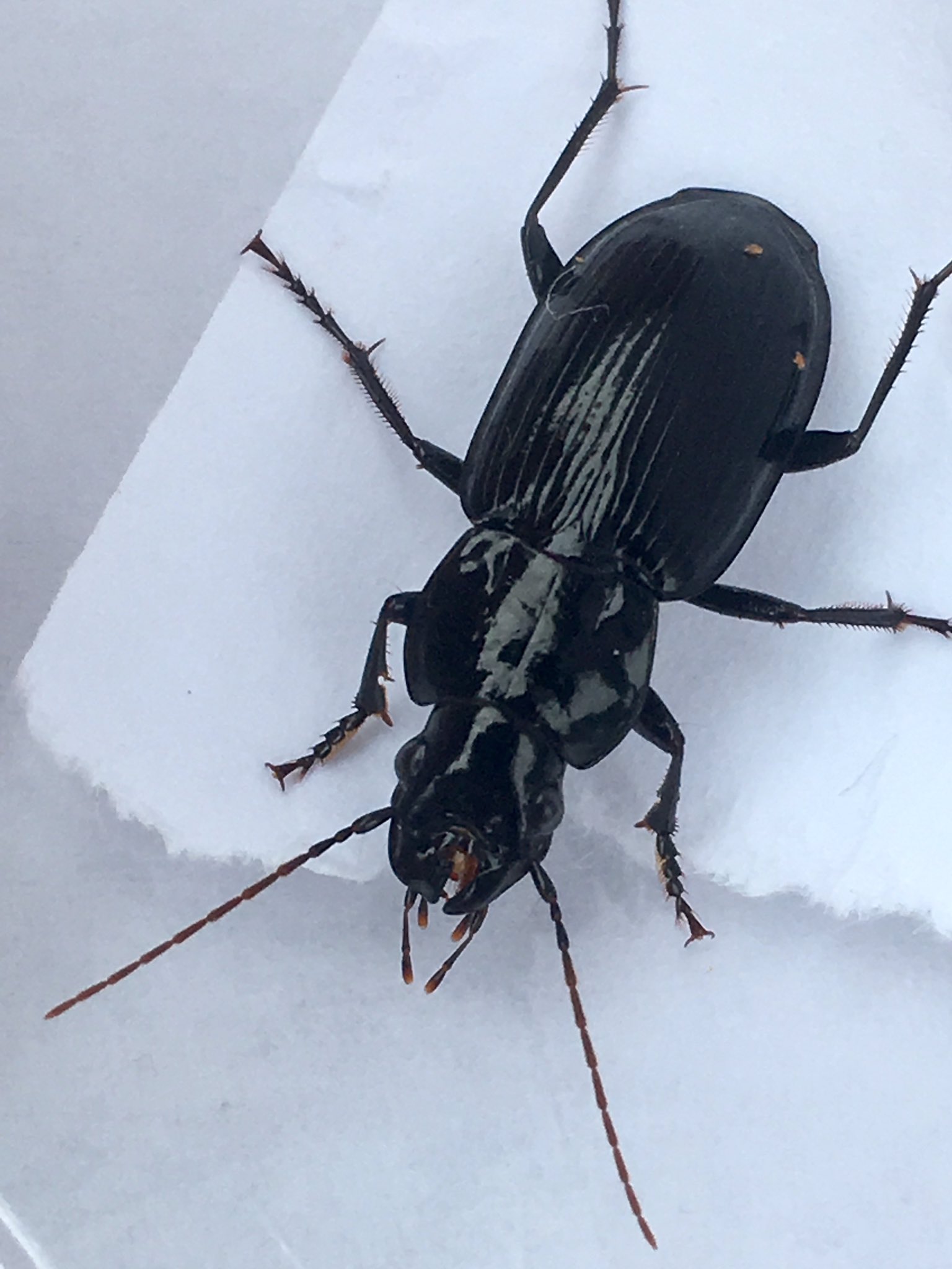 ティーノ ಮೇಲೆ X: 