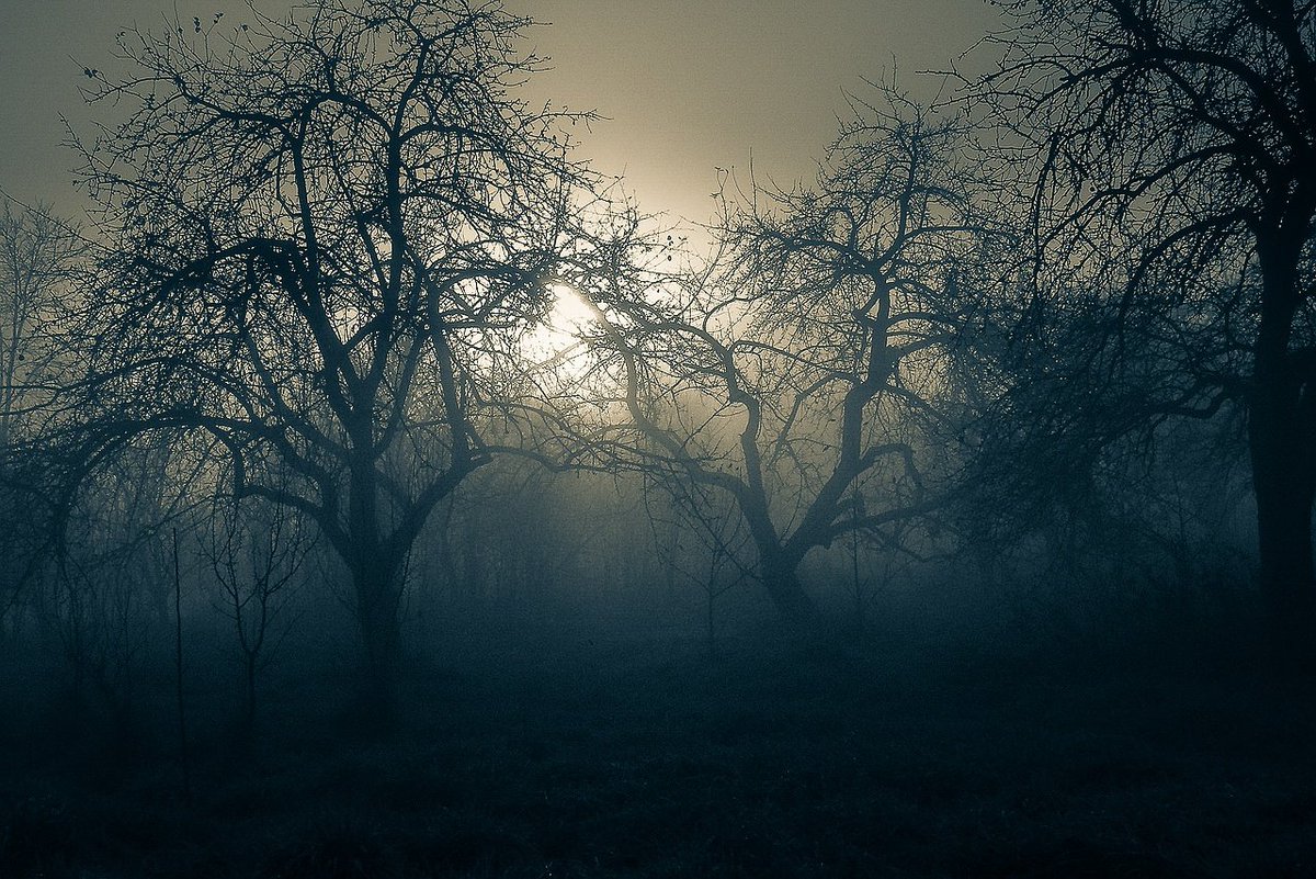 LoveBizarreOdd's tweet photo. Nightly Inspiration
#nature #trees #branches #night #goodnight #nightlyinspiration #dark #darkness #darkinspiration #lovebizarreoddities https://t.co/b61uPxAFaf