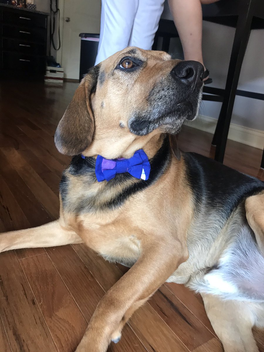 jackjackdogdog's tweet photo. @dog_rates I'm Jack. I wanted to be IN the wedding but all I got was this blue bow tie. I do actually look kinda adorbs tho. https://t.co/5BJv3sNcsJ