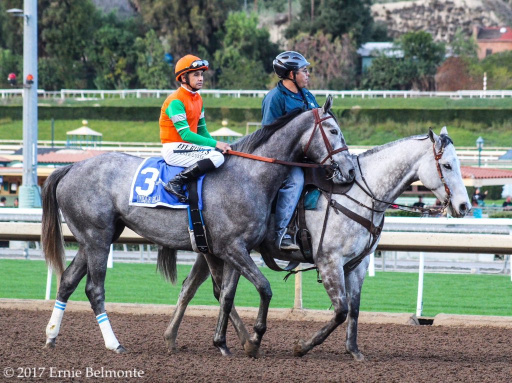 Happy Birthday to Hall of Fame jockey Mike Smith. Here he is on UniqueBella earlier this year before one of her wins 