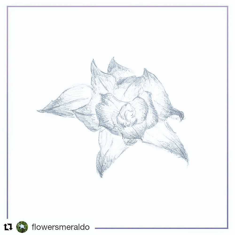 amiea07's tweet photo. 🌹#Smeraldo 🌹
#AmaTeStesso https://t.co/WYwNVOt5Qv