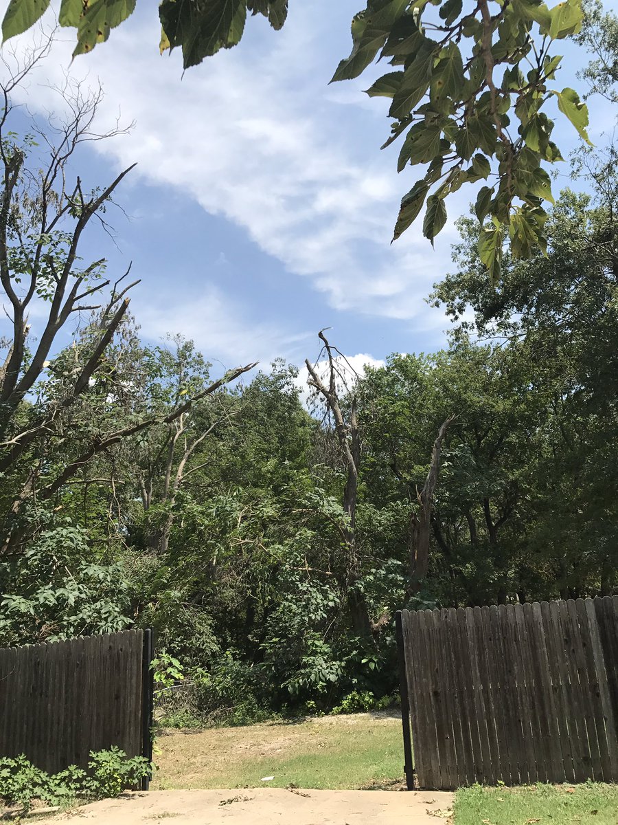 lori9797's tweet image. Jagged treetops serve as a reminder of nature's fury #okwx #cleanupcontinues #morestormscoming