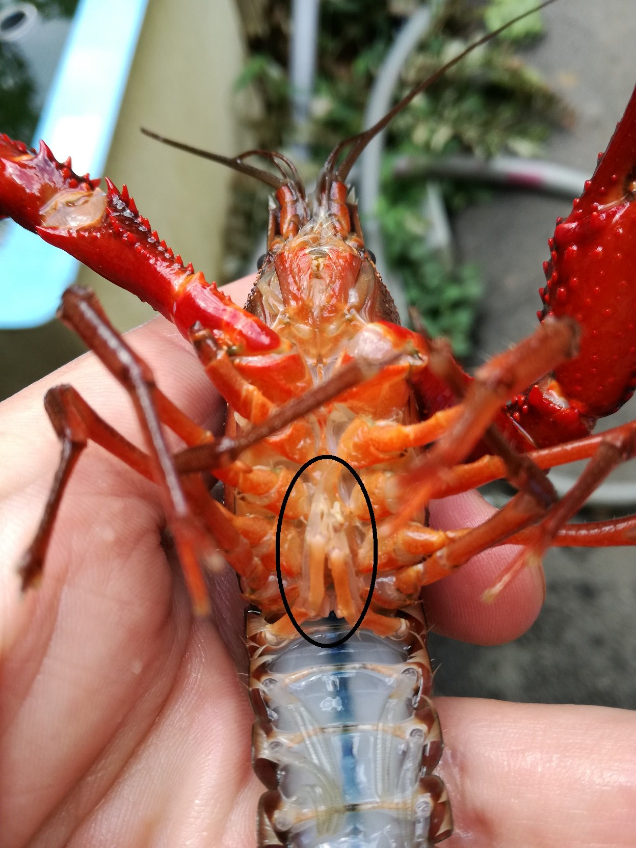 井の頭自然文化園 公式 告知です 明日 8月12日 11 12時に 水生物館にて まっかちんに挑戦 ザリガニ サワガニにさわってみよう を開催します 写真はアメリカザリガニのオスのお腹です 丸で囲んだ部分がオスの生殖器になっています 生きた