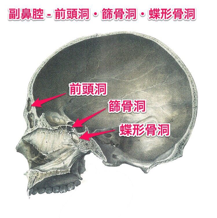 かずひろ先生 なるほど解剖学 בטוויטר 副鼻腔の構成に関与する骨は前頭骨 下顎骨 篩骨 蝶形骨の４種である 解答 副鼻腔の構成に関与する骨は前頭骨 上顎骨 篩骨 蝶形骨の４種です 解剖学 呼吸器系 鼻腔 副鼻腔 一問一答 T Co