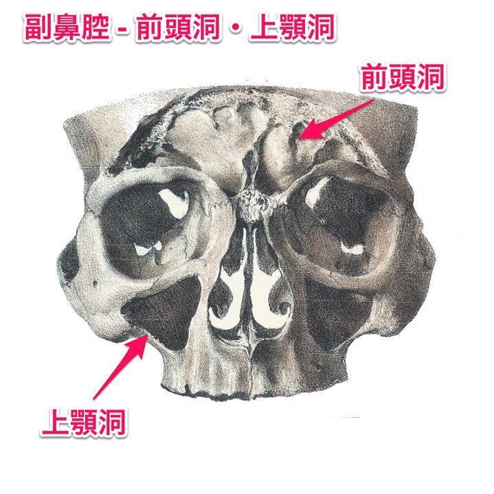 かずひろ先生 なるほど解剖学 בטוויטר 副鼻腔の構成に関与する骨は前頭骨 下顎骨 篩骨 蝶形骨の４種である 解答 副鼻腔の構成に関与する骨は前頭骨 上顎骨 篩骨 蝶形骨の４種です 解剖学 呼吸器系 鼻腔 副鼻腔 一問一答 T Co
