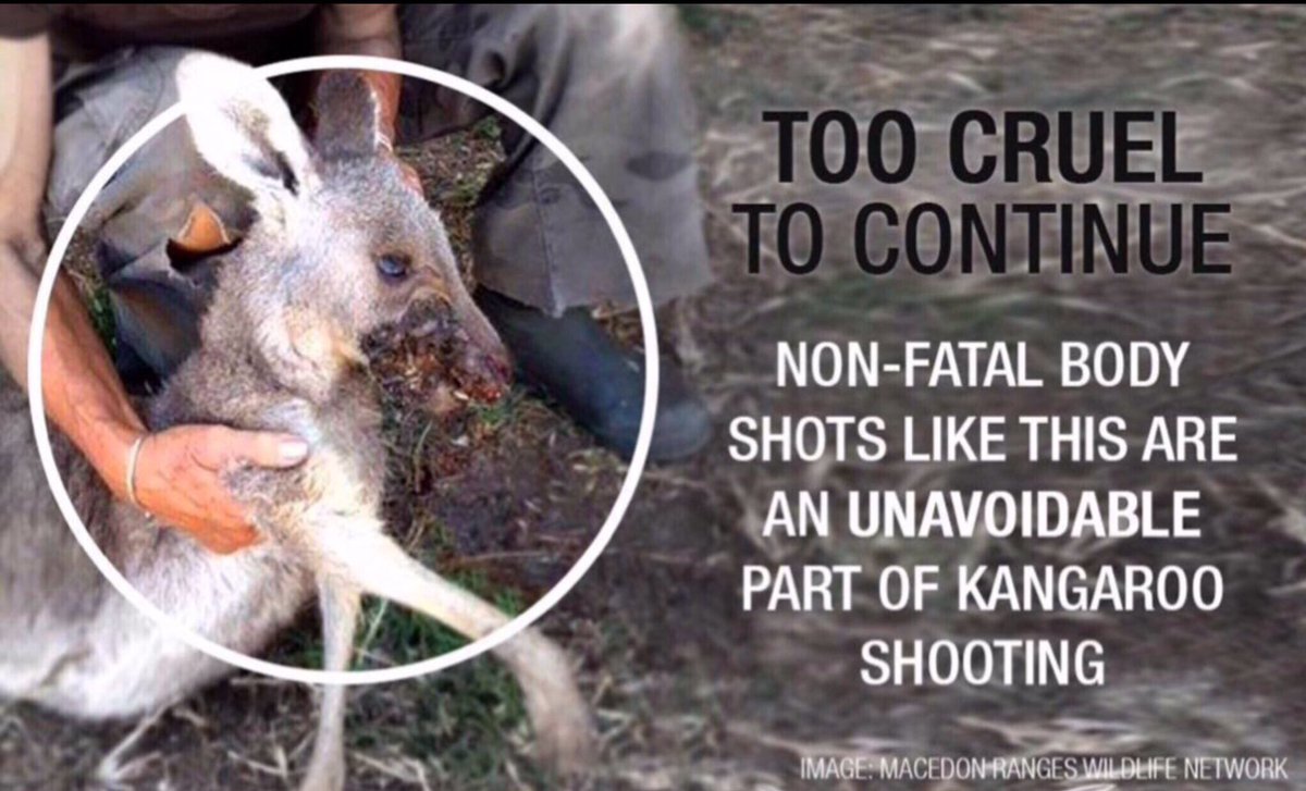 WatchKanga's tweet photo. #MarkWales #KillKapture A Sickening Disgrace,Profiting From The Mass Indiscriminate Slaughter Of #Kangaroo π‘π‘
https://t.co/Q5k4VQF75s https://t.co/vUkH7T6l8V