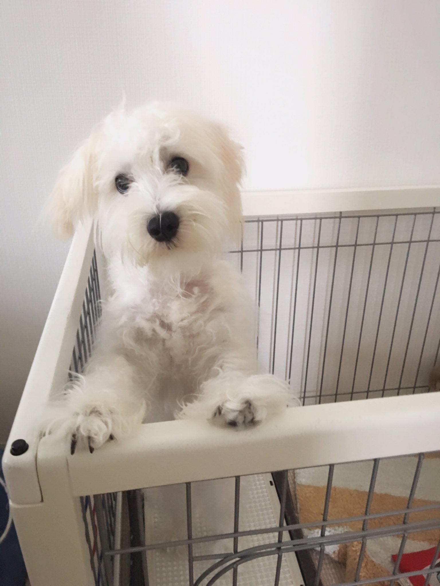 Yumi ミニチュアシュナウザーミックスのソフト もう一種どの犬種か分からないまま飼っていたけれど 最近シュナよりマルチーズ化してきてる 多分この子はシュナマルかなぁ シュナマル シュナウザー マルチーズ ミックス犬 Yumi ミニチュアシュナウザーミックスのソフト もう一種どの犬種か分からないまま飼っていたけれど 最近シュナよりマルチーズ化してきてる 多分この子はシュナマルかなぁ シュナマル シュナウザー マルチーズ ミックス犬