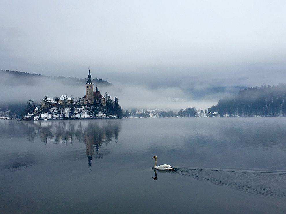 kepamer's tweet photo. Picture of a swan on Lake Bled, Slovenia https://t.co/3oKeg6n8rG