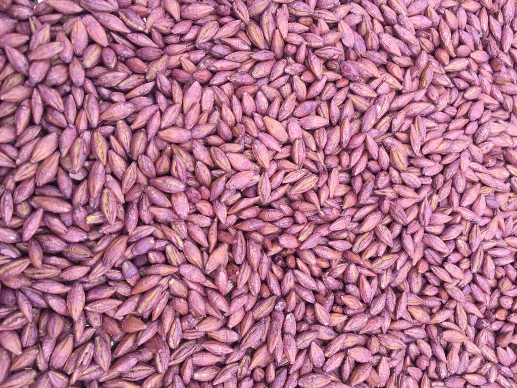 RappelNZ's tweet photo. Excellent! First RAPPEL™ Barley produced this morning. Seed Applied Slug Repellent and H&amp;T Optimised all in one. https://t.co/fRV6hCkVpR