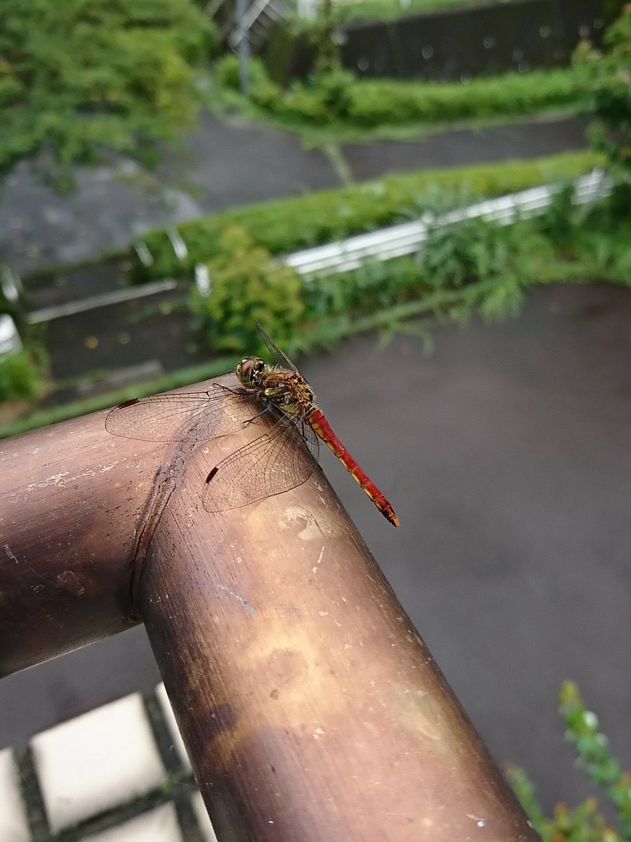 涼しいな～とおもったら、
え、赤トンボさん? 