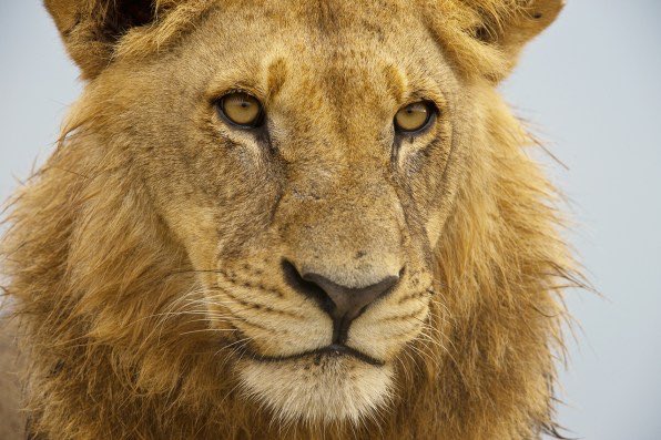 KAYAFEST's tweet photo. "...lions in the African Bush" @natgeowild why when it's Africa or Jamaica it's just Bush! Which bush? UK US don't have bushes? #Asininity https://t.co/tAZnjNMnbG