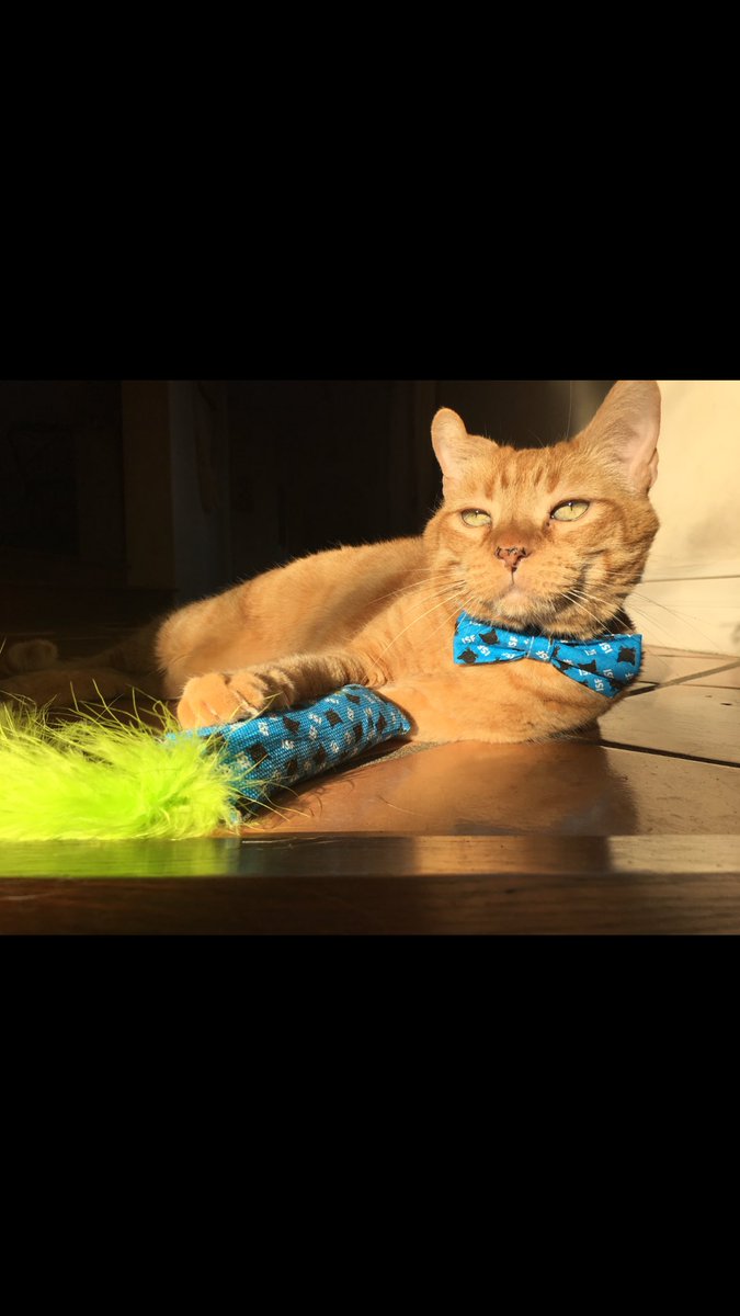 iansomerhalder's tweet photo. CatCon is THIS weekend!I will be there on SUNDAY ONLY,so please,go get your tickets right now @ https://t.co/HjBoo6e3S3 https://t.co/J12eibpxzQ
