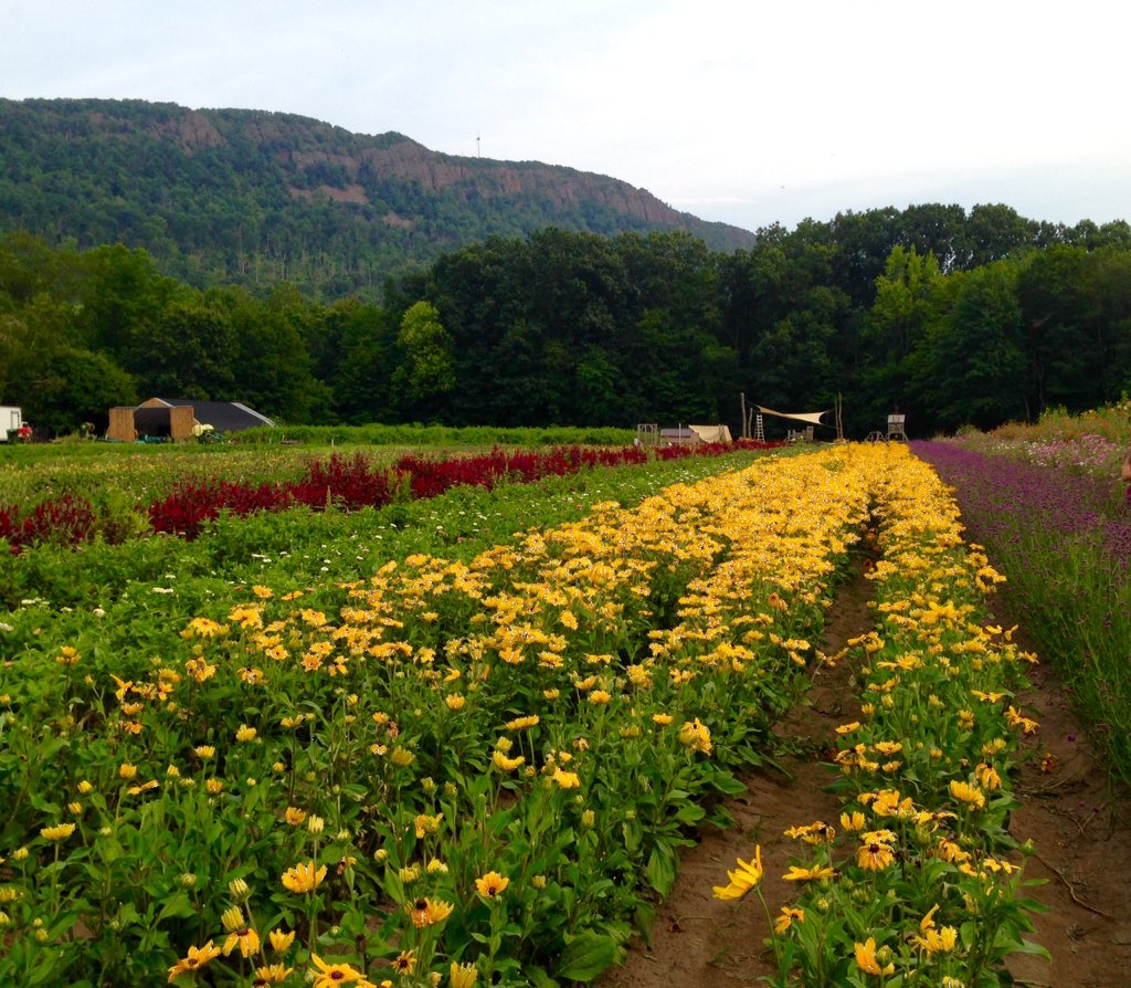 carolweis's tweet photo. Flowers. Spread like butter across field. #sixwords #BlackeyedSusans #CSSFarm https://t.co/v0q7WGMlyX
