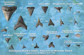 SharkWeimar's tweet photo. 🦈 Have you found some shark teeth treasures on the beach? Here's a guide to discover the source of you treasure trove! 💙 #DontFearTheFIn https://t.co/CrbmEbvlHM
