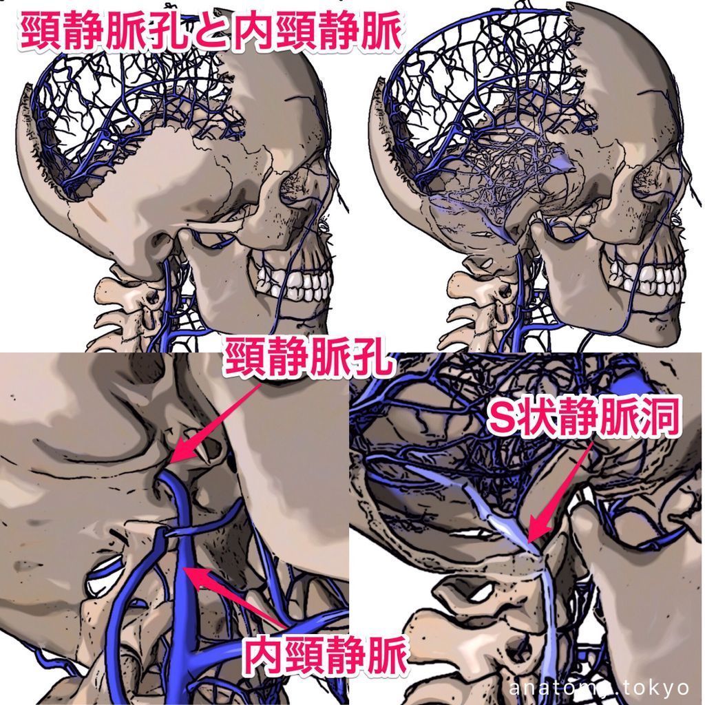 頸静脈