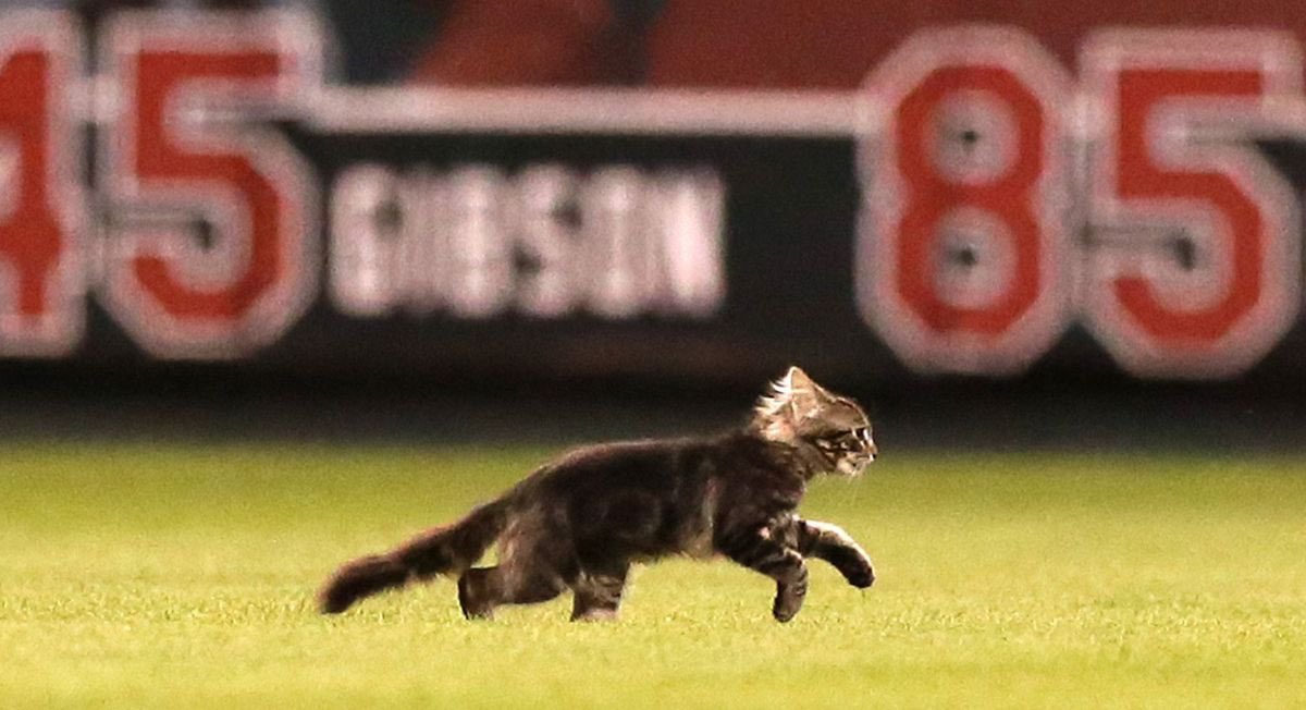 Alpena314's tweet photo. 4 game sweep of the Royals...
1 game back of the Cubs...
6 wins in a row...

All hail the rally cat! 

#STLCards https://t.co/72pZ0f6BCI