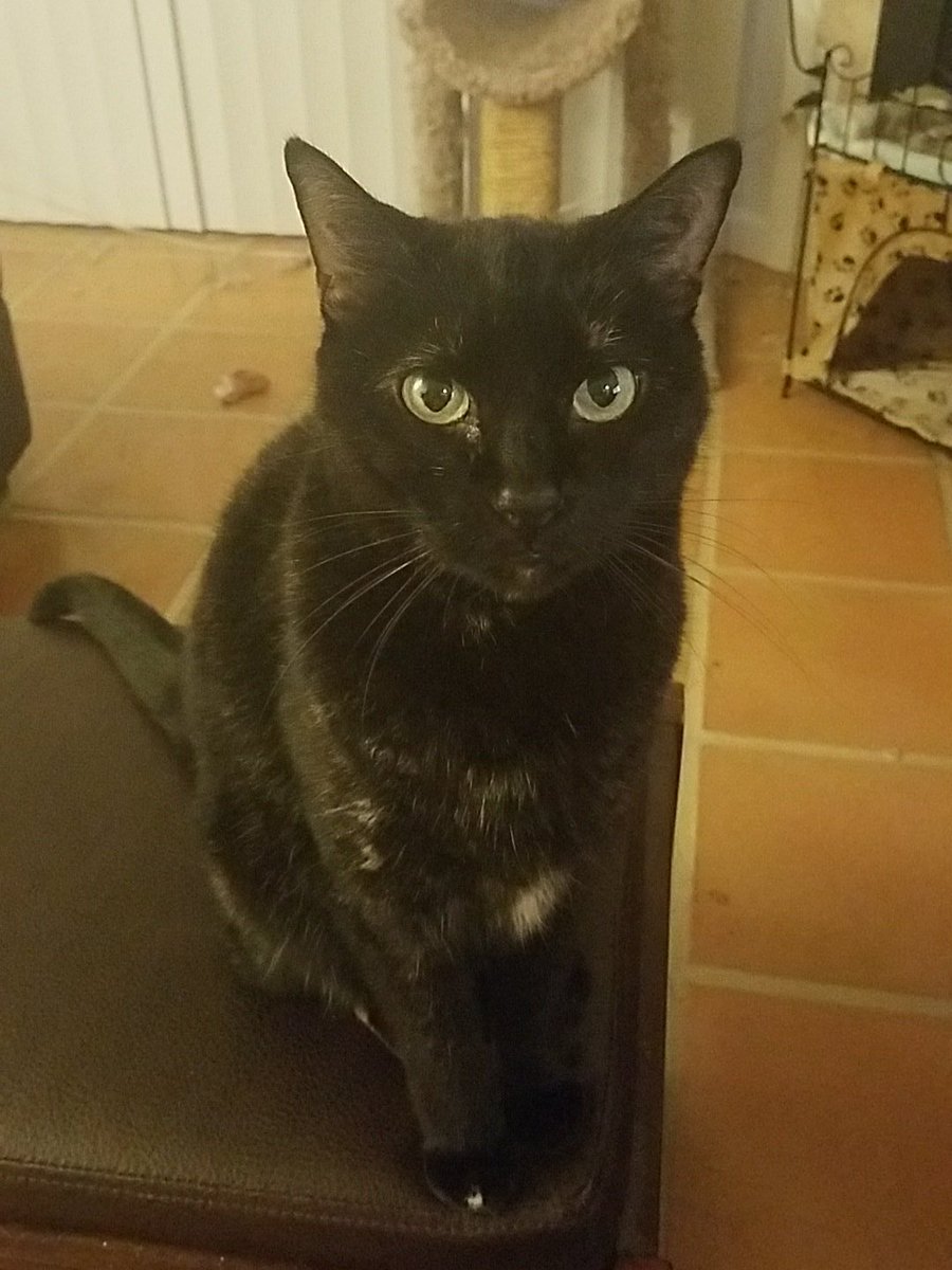 Snoop787's tweet photo. Queen Luna says, "Mrow." (It means, "Kneel before me, pitiful mortal, and despair!" Either that, or "I'm hungry.") https://t.co/YkgvdI7s6s