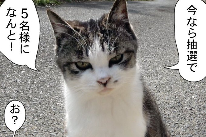 猫の島 を含むマンガ一覧 ツイコミ 仮