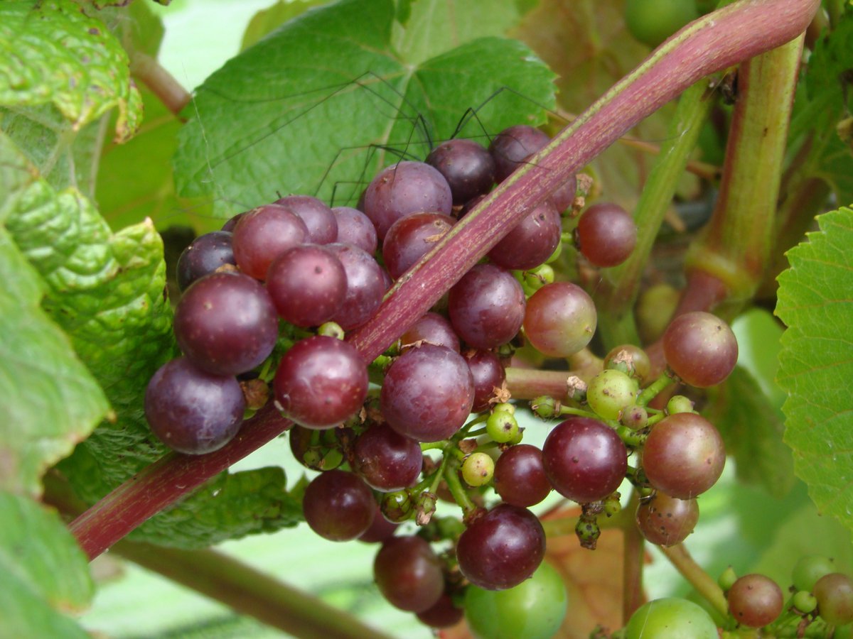 Torviewwine's tweet photo. Fruit looking good. Great to see our resident wildlife around..... https://t.co/Wp00kVO3o9