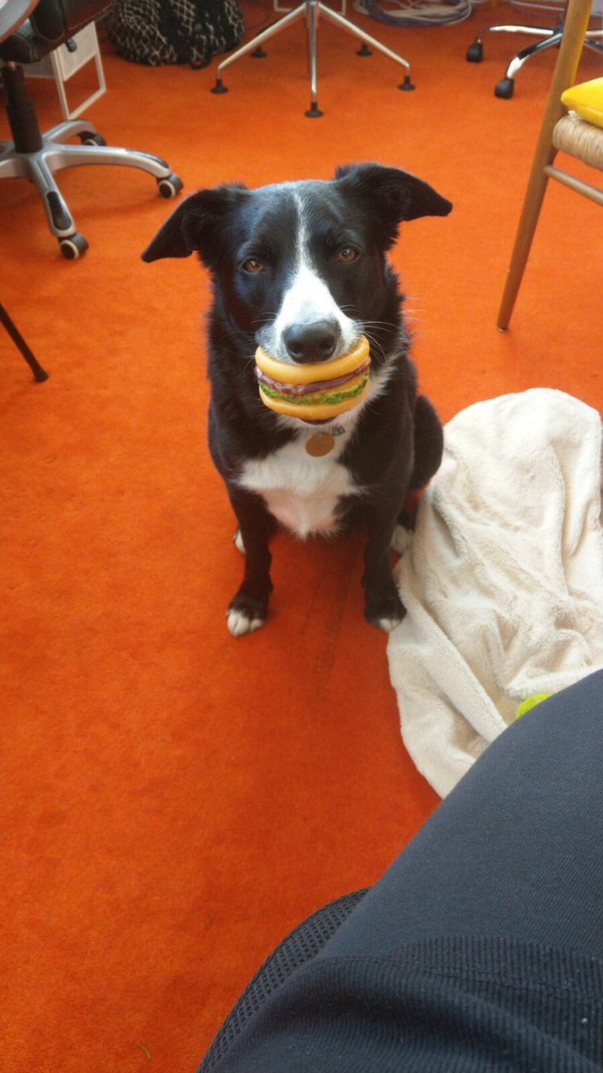 mightysharp's tweet photo. This is Zen. Zen has a burger. Zen is very happy with this state of affairs. #officedog #Friday #burger https://t.co/axHOxDtsWg