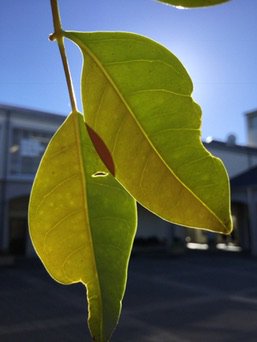 donnasmithnz's tweet photo. @davecaleb And today we played with light! #iPadography #nzade #ADE2017 #ForTheLoveOfLearning https://t.co/G2jDWbj7tR