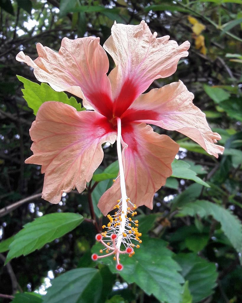 lesysuerte's tweet photo. Pink flower๐ธ
#garden #costarica #puravida #flower #pink #orhidea #beauty #nature #macro #naturaleza #flor #summerforever https://t.co/BN2yZROxiW