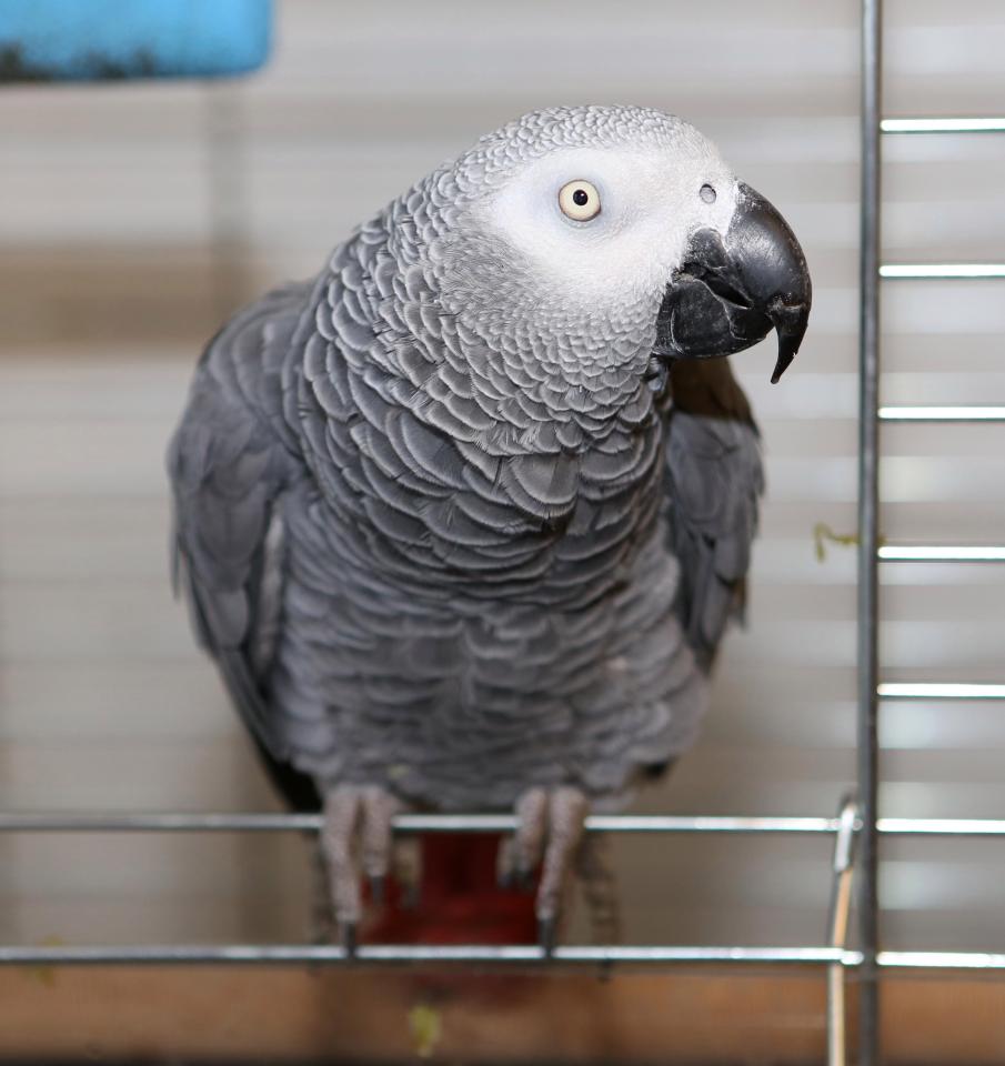 AandSPCC's tweet photo. We'd like to think that "Hercule Parrot" won't be needed if you listen to our advice on burglary! #BeHomeSafe @ASPolice https://t.co/OTDSuCOJKR