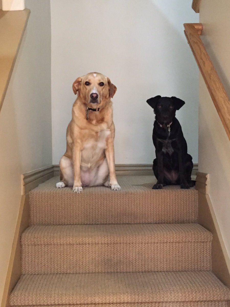 dr_clownpants's tweet photo. Be still my doggy loving โค๏ธ Crazy ab these girls!! Daisy "The Pleaser" and Poppy "The Destroyer" ๐๐๐ถ๐ถ #cutestpups
photo cred @jambler35 https://t.co/YkWJjtw7mR