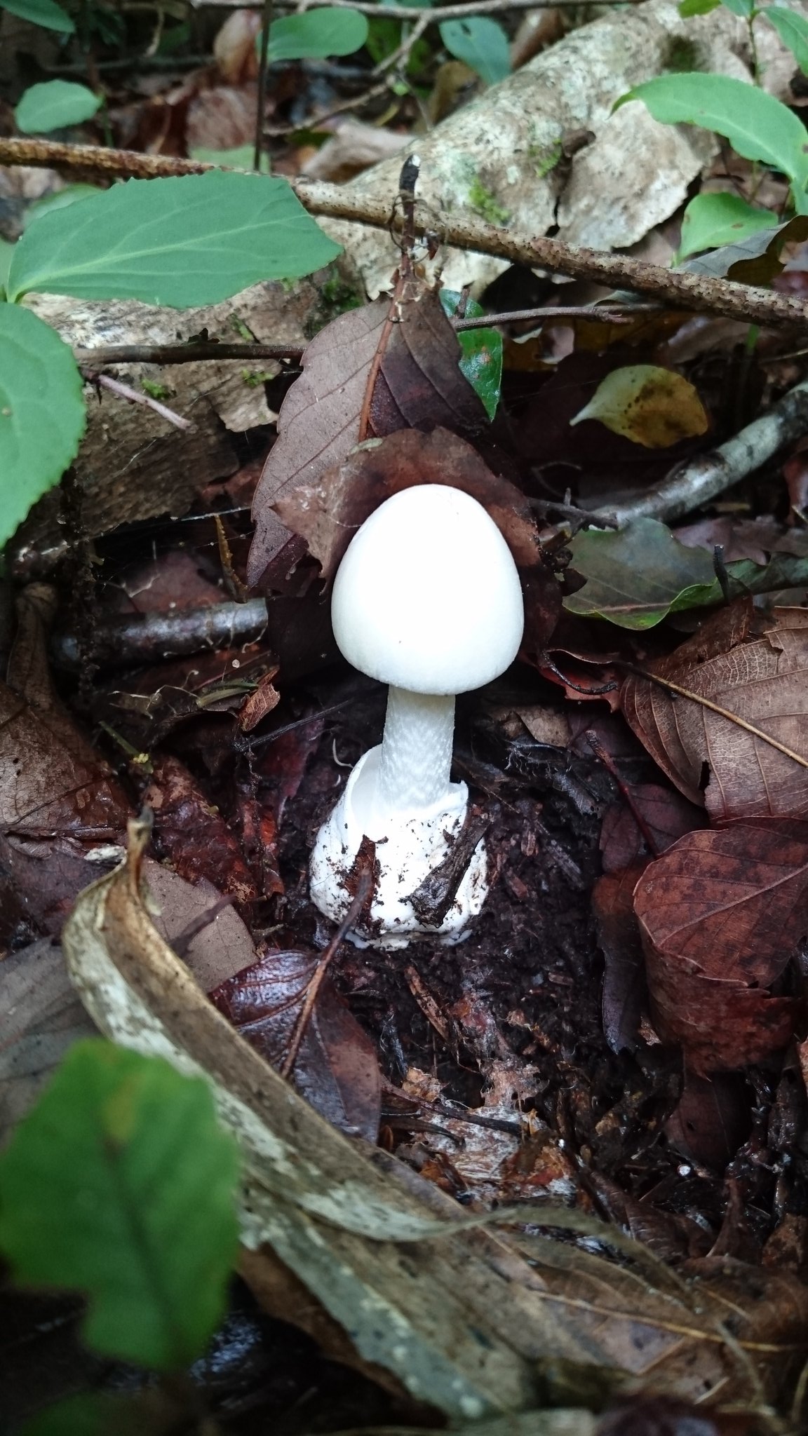 るか 骨 虫 على تويتر 庭にこんなキレイなキノコ生えてた 何キノコなんやろ キノコ るか 骨 虫 على تويتر 庭にこんなキレイなキノコ生えてた 何キノコなんやろ キノコ