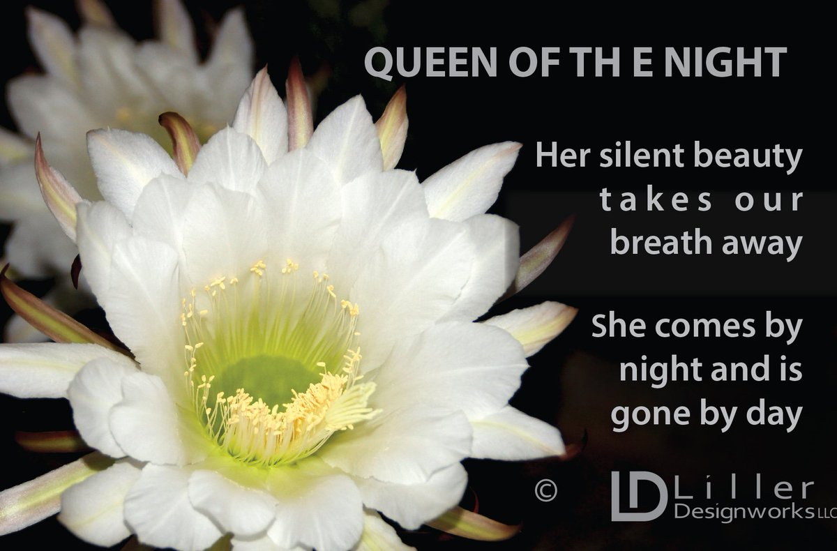 #Marketingtip Take your own photos to promote your business. #Queenofthenight #nighbloomingcactus #desertflowers #inspiratioalthoughts