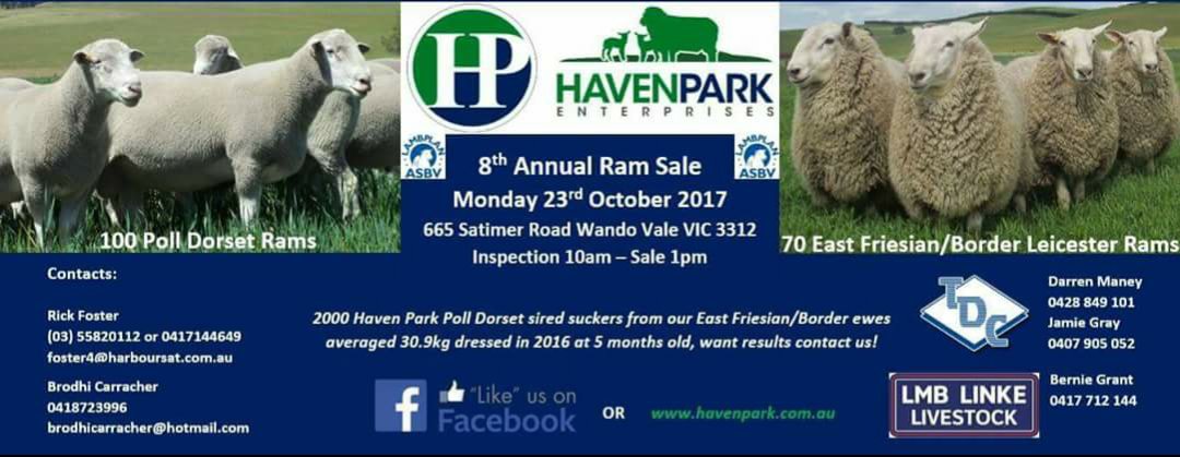 Haven Park &amp; Bruk Bruk Sheep Studs Ram Sale - 170 rams sell Oct 23rd. Sale info at: studstocksales.com/event/haven-pa…
