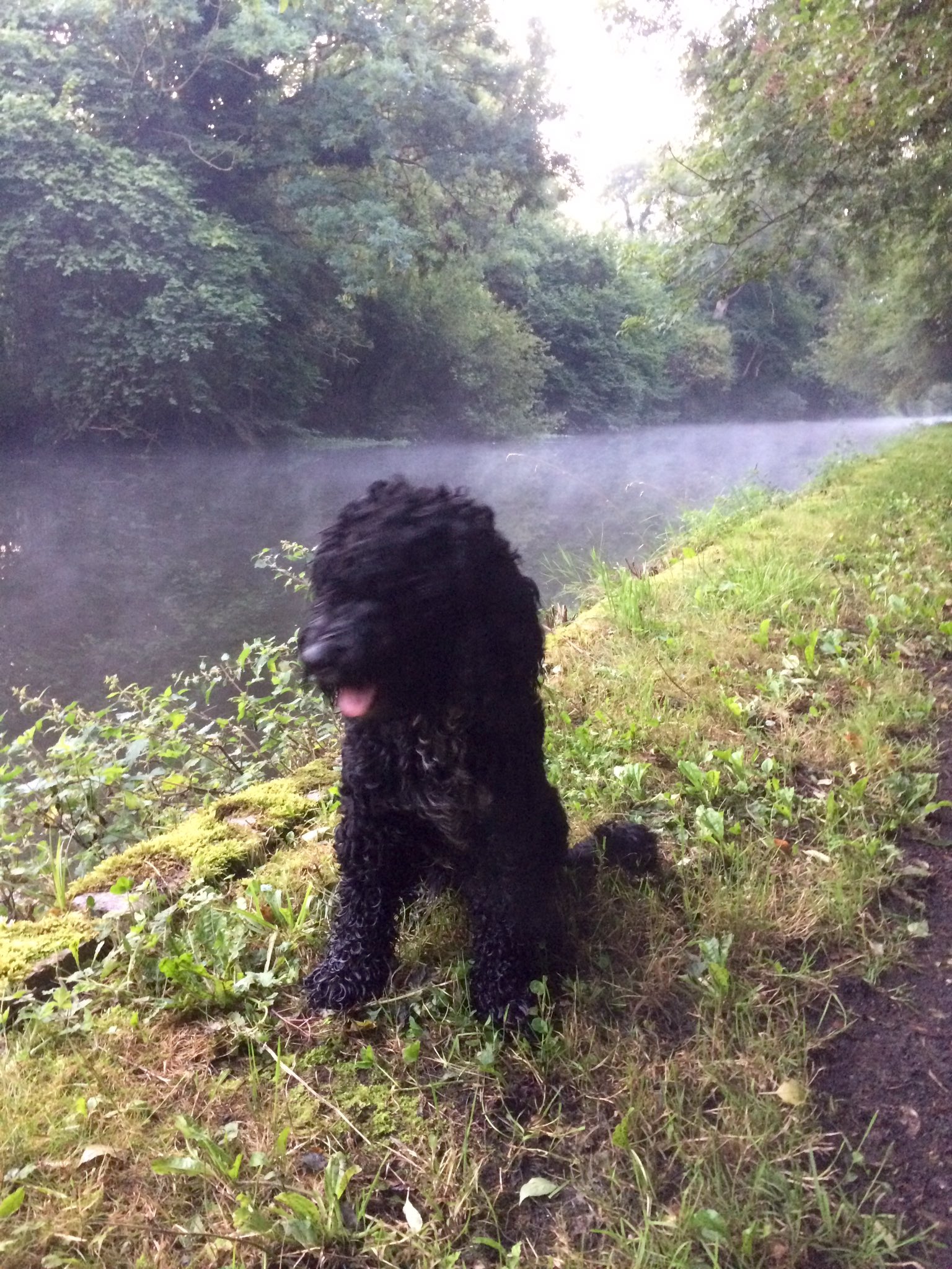 Simon Hummerstone On Twitter Wodzee Just Loves Hie Walks Along The Canal Colnevally Denham twitter