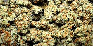 smoke a weed everyday, dont smoke the seeds, no way