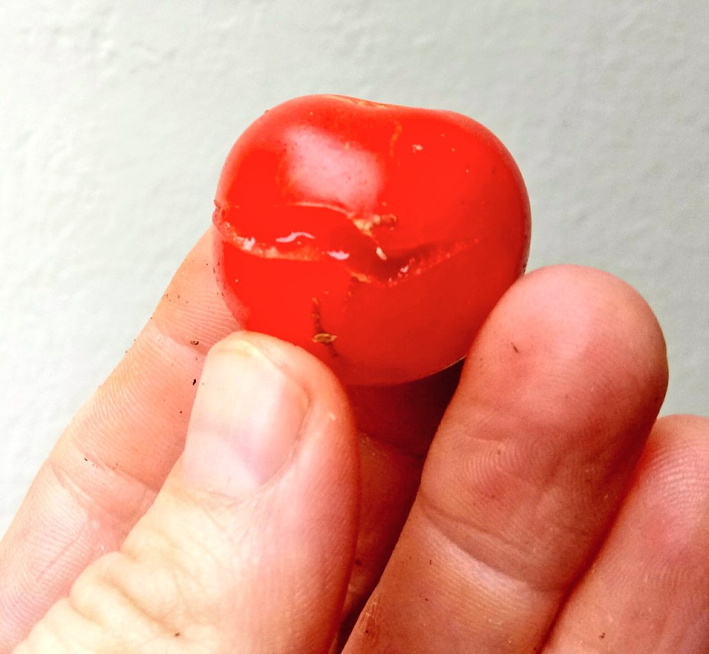 38sein's tweet photo. Wenn Tomaten ihr Joker-Lächeln aufsetzen, steht dann die Attack of the Killer Tomatoes bevor? https://t.co/zZFQgoRQwc #MLiL #GutenMorgen https://t.co/BmGMbk6nY8