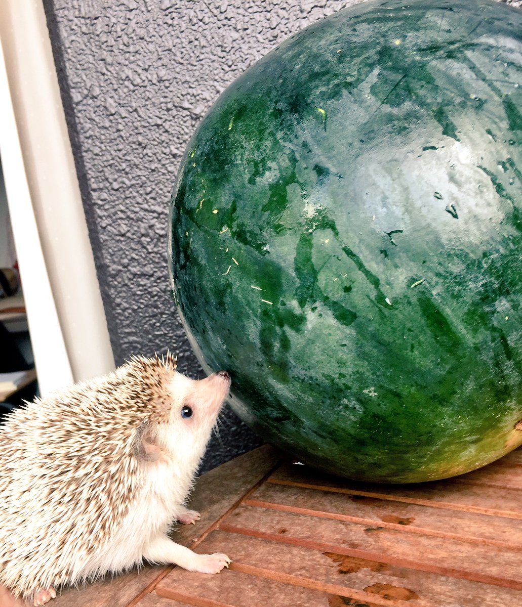 ハリネズミのだいふく Bls Twitter