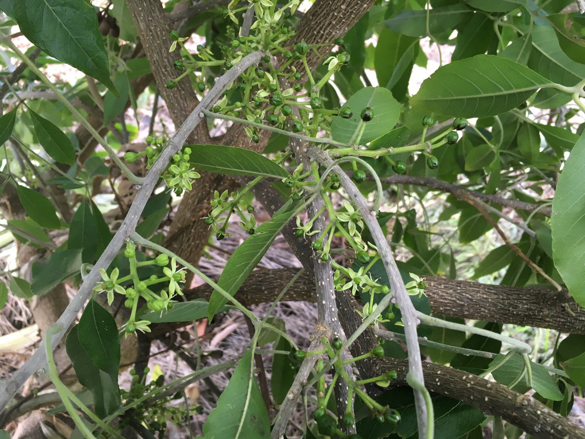 pbl1972's tweet photo. Any tips for ensuring Avocado fruit set? New leaves should have some red colour to them? #mostlygreen @JamieNicolaou https://t.co/g229oemzda