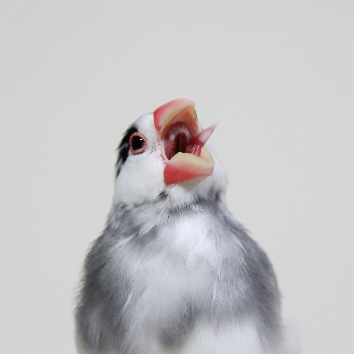 タカヒロコ 文鳥かわいい 口の中まるみえかわいい 文鳥かわいい