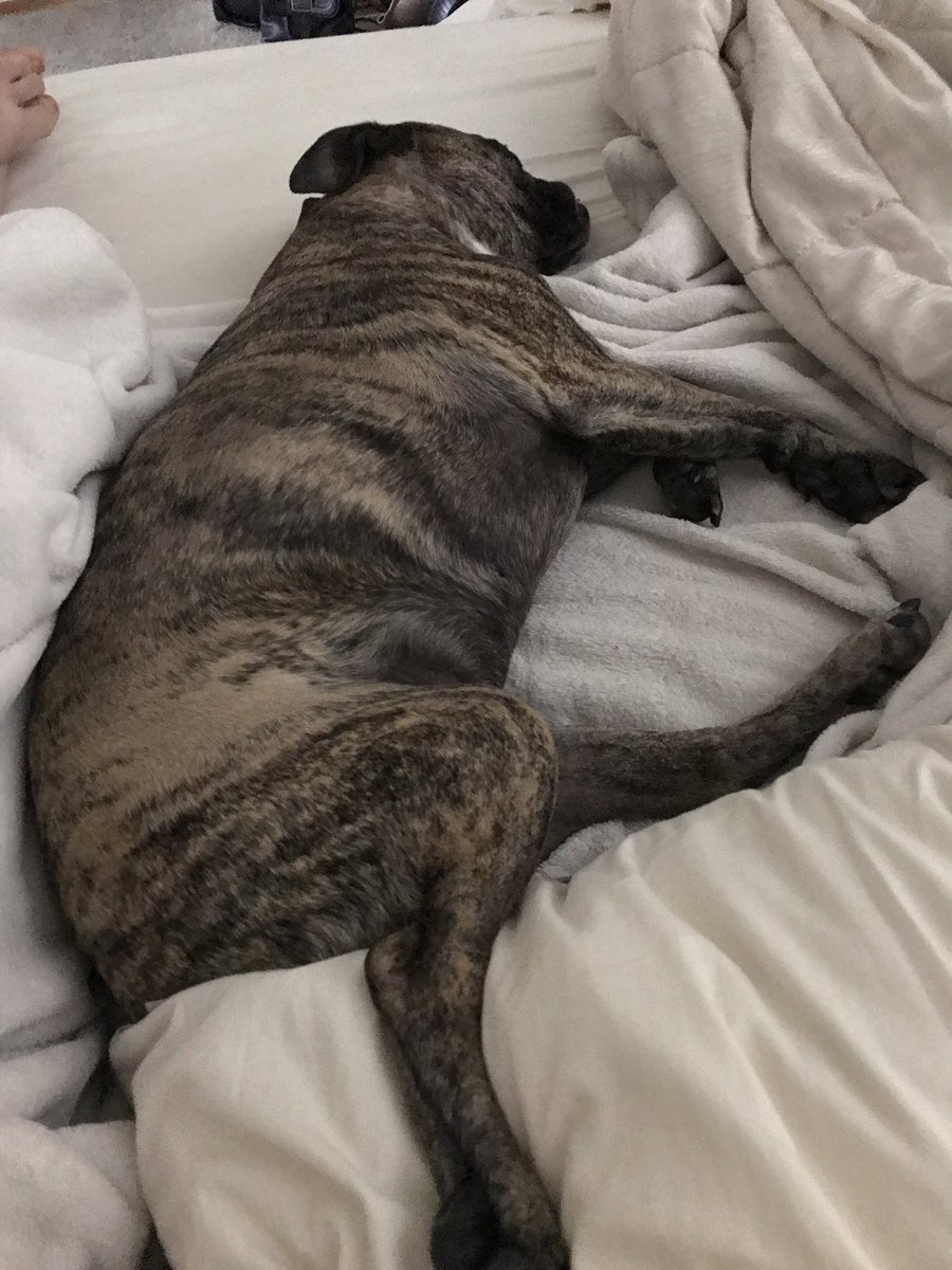 AudraCheney's tweet photo. My lil snuggle butt.... #kadan #dogsoftwitter #sleepingbeauty #bulldog https://t.co/hIV6hfQTiM