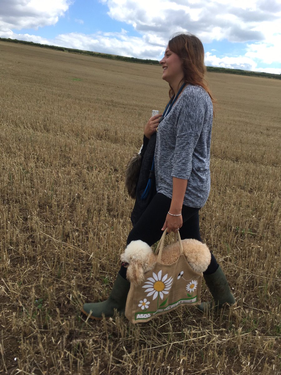 hairy hounds grooming