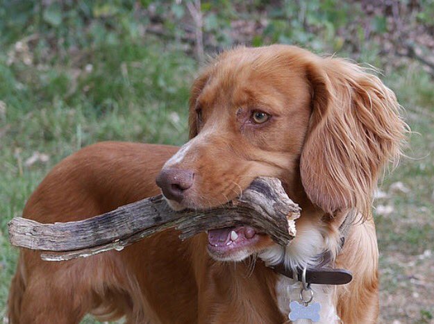 TheChiswickCal's tweet photo. Our #ChiswickCalendar #DogOfTheDay today is the handsome Archie! Read more about him here: https://t.co/V9zIdX1DQo #Chiswick #DogsOfTwitter https://t.co/zHiH2EGMYv