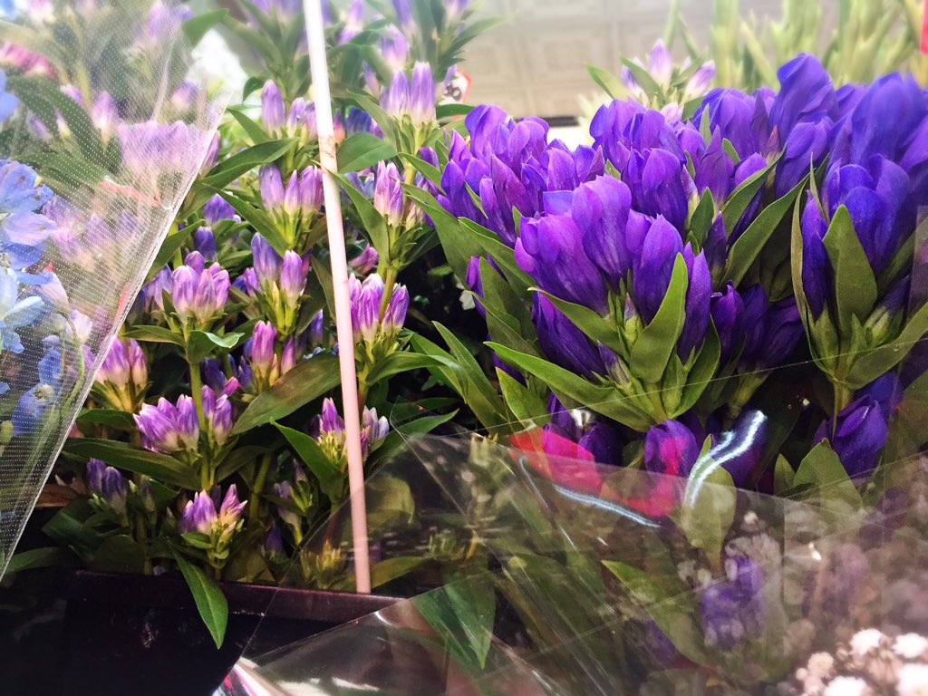 白山生花店 4187shop Twitter