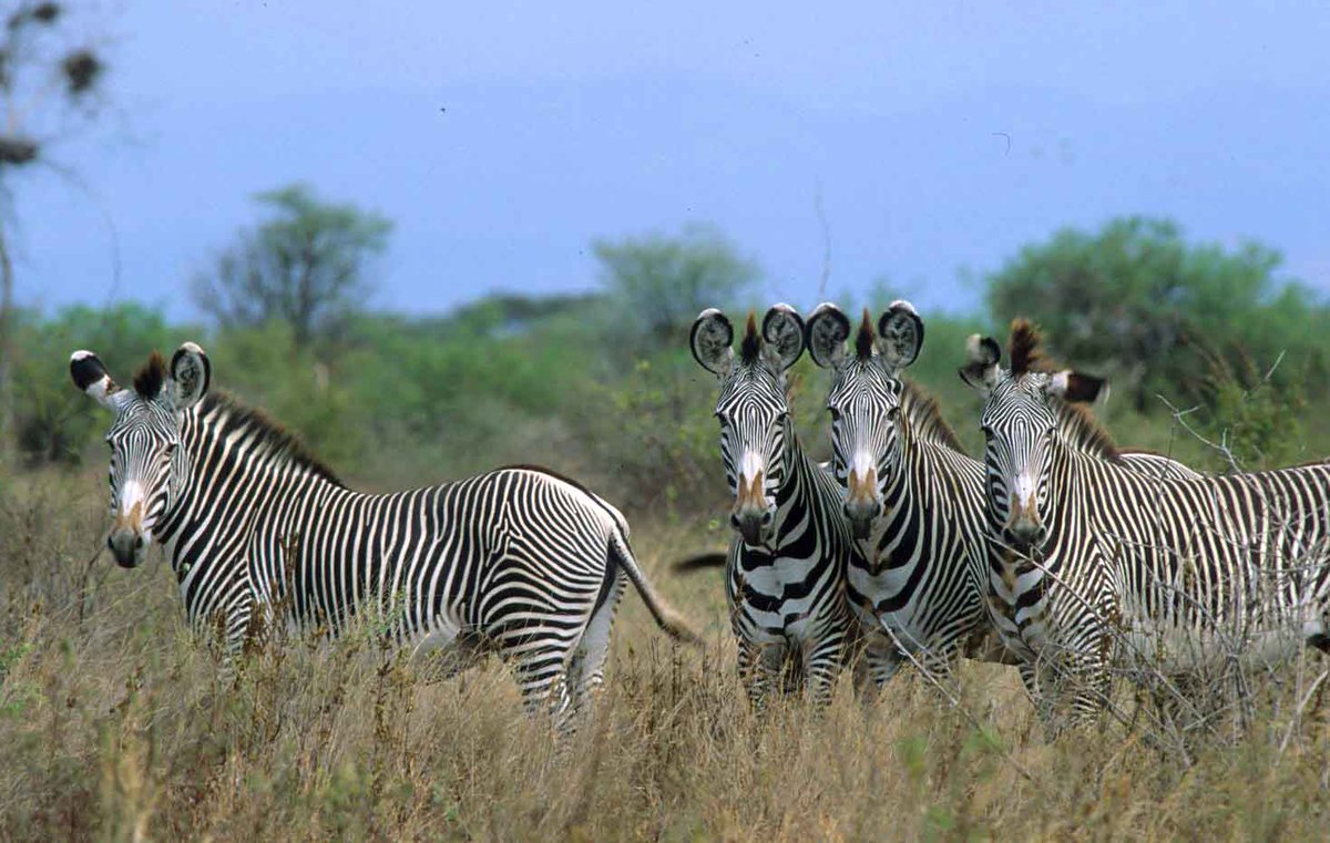 #DidYouKnow that Grevy’s zebra is the largest of the wild equids?It's distinguished by its unique stripes;distinctive as human fingerprints.