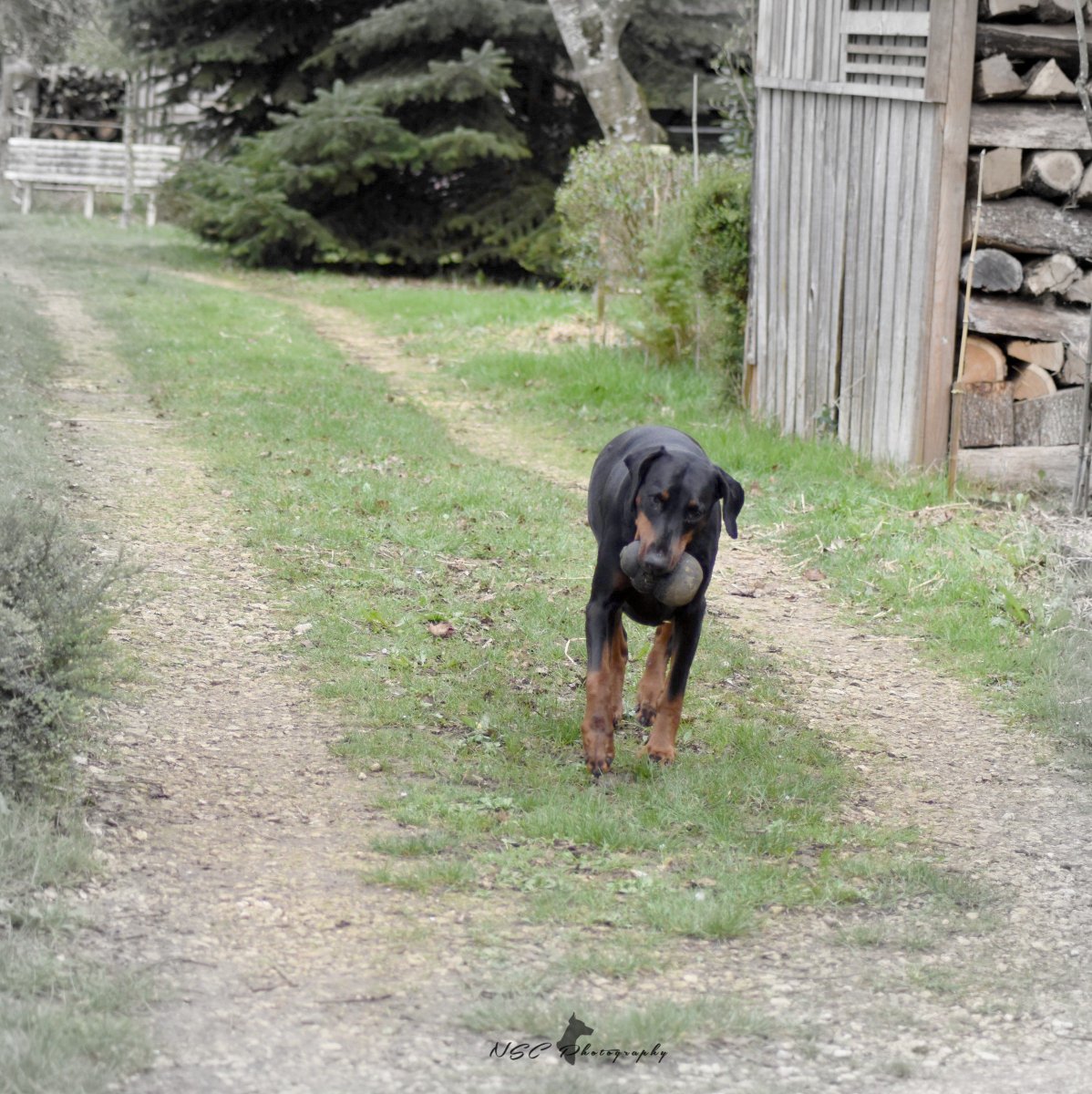 CaroleCellier's tweet photo. YEP, soon weekend, Happy Friday from ♠Chiswick&amp;Carole ☯️ 👋✋🐾
#doberman #dogcelebration #dogsoftwitter #doglovers #doberworld #500pxrtg #dogs https://t.co/EWUOAWd0vf