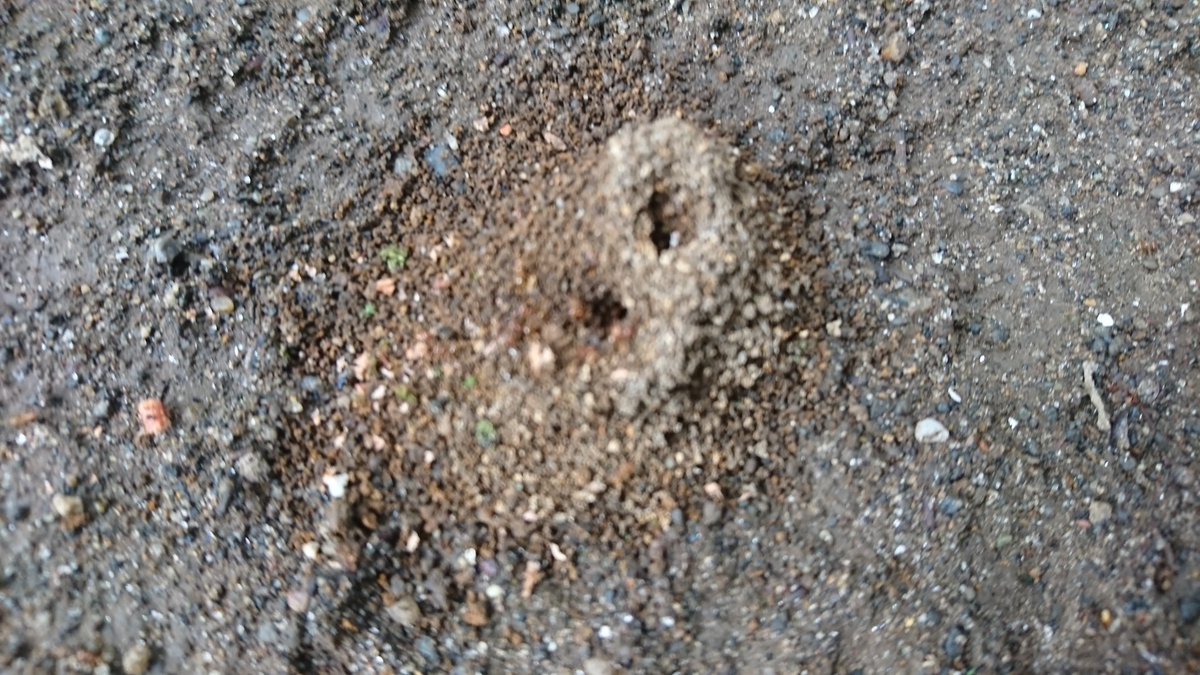 ヒアリ警察 ヒアリの蟻塚は このような形と大きさではありません T Co Ocg95wgqts Twitter